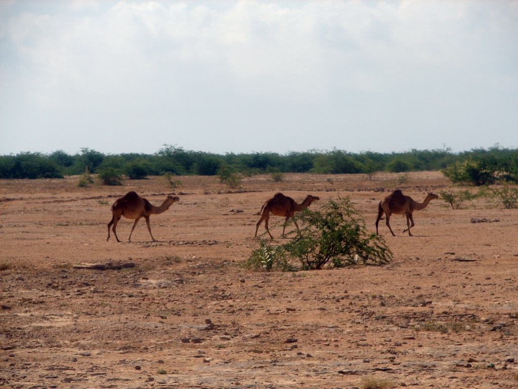 camel loose everywhere.jpg